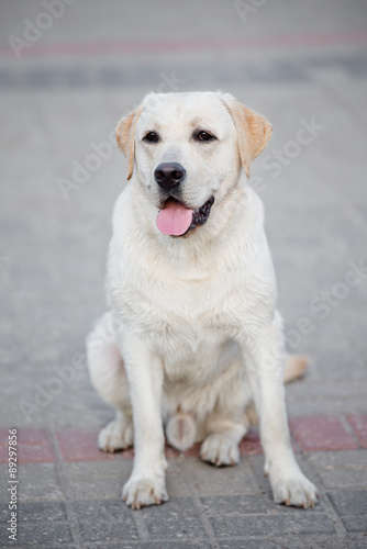 labrador dog sitting outdoors
