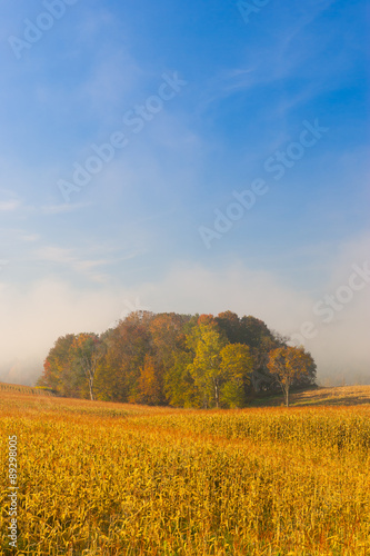 Country cornfield on an early foggy morning.