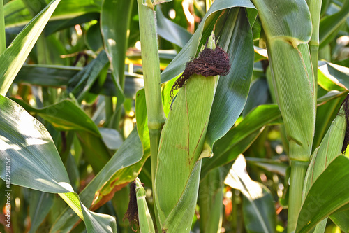 corn cob growing on plant in dappled sunlight