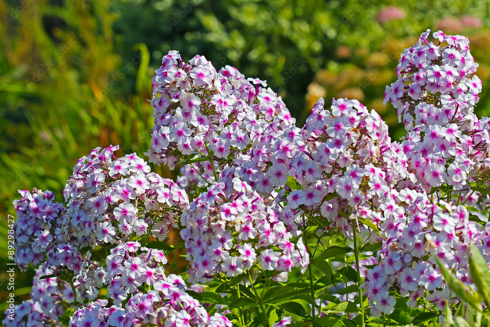 Obraz premium Флокс (Phlox). Цветы с бело-розовым цветом