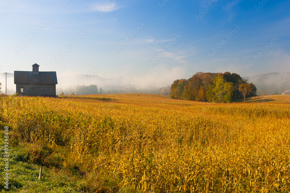 Old barn and a field of corn on an autumn morning in Vermont, US