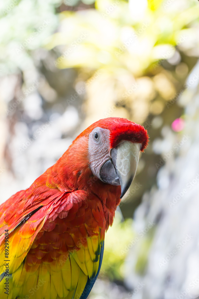 Colorful parrot, Macaw bird