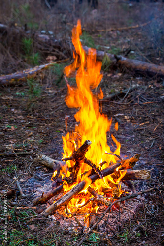 campfire in forest