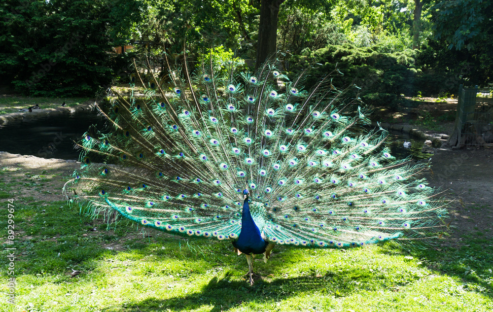 Obraz premium peacock
