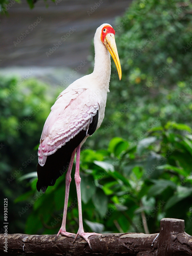 Fototapeta premium Yellow-billed stork