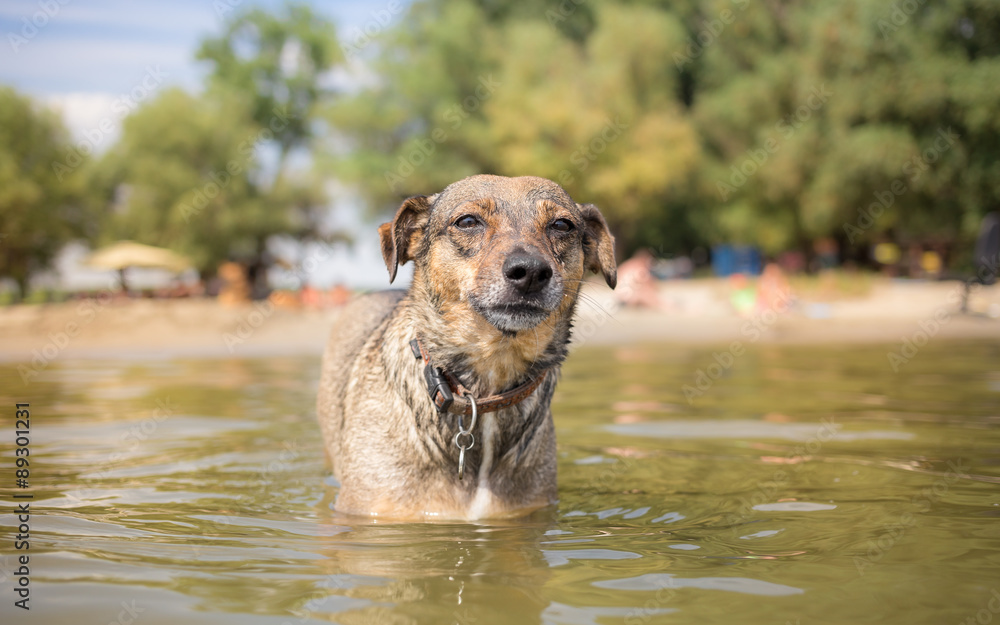 MIxed breed dog first time in water