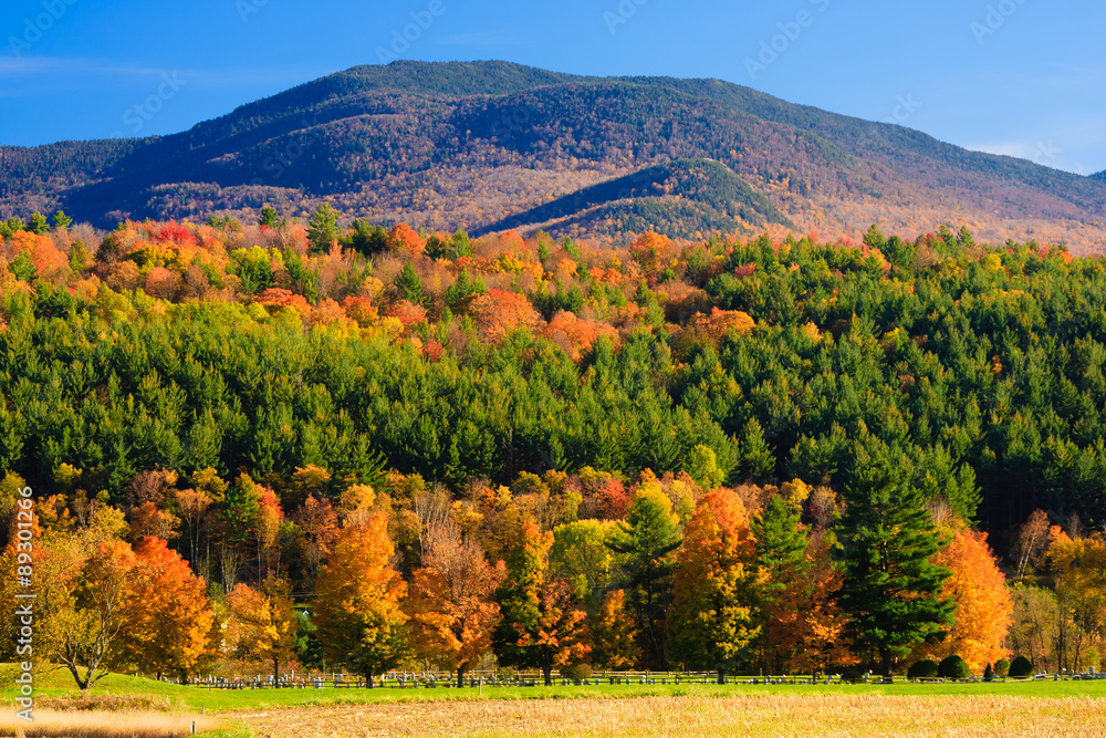 Maple trees on a hillside in Vermont during peak foliage season.