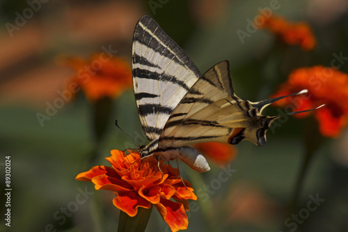 close up of Swallowtail butterfly sitting on marigold flower #89302024