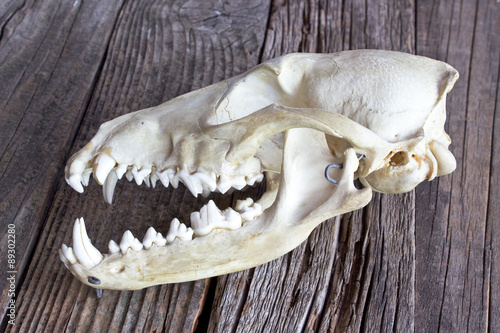 Dog skull on wooden background
