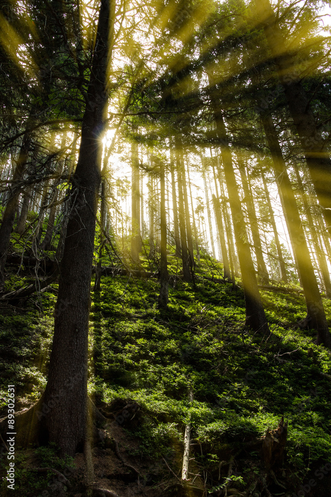 Fototapeta premium Late summer sunlight breaking through the trees at a mystical lane