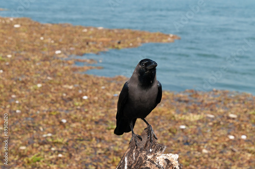 Crow on the beach