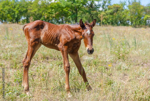 Newborn foal doing first steps on a summer pasture