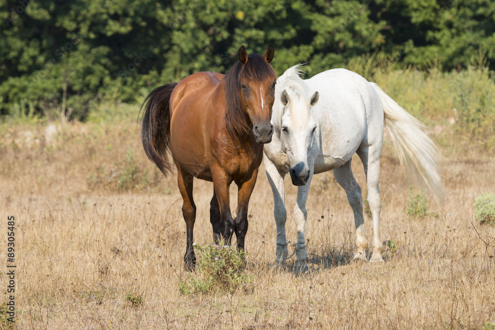 Fototapeta premium Two Friendly Horses