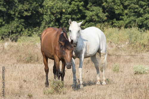 Two Friendly Horses