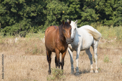 Two Friendly Horses