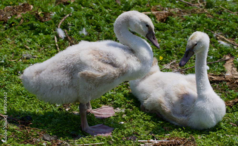Obraz premium Two young swans together on the grass