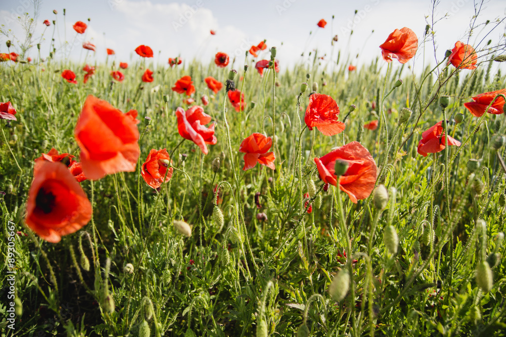 Fototapeta premium poppy