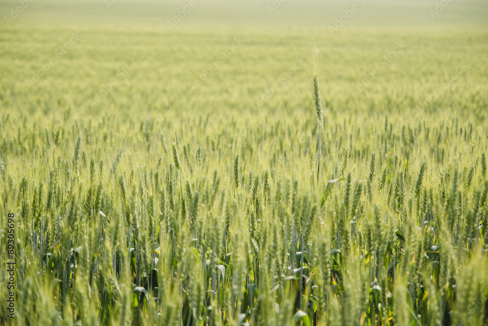wheat wheat
