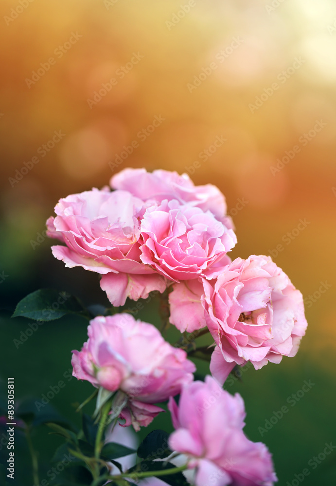 background pink roses background pink roses