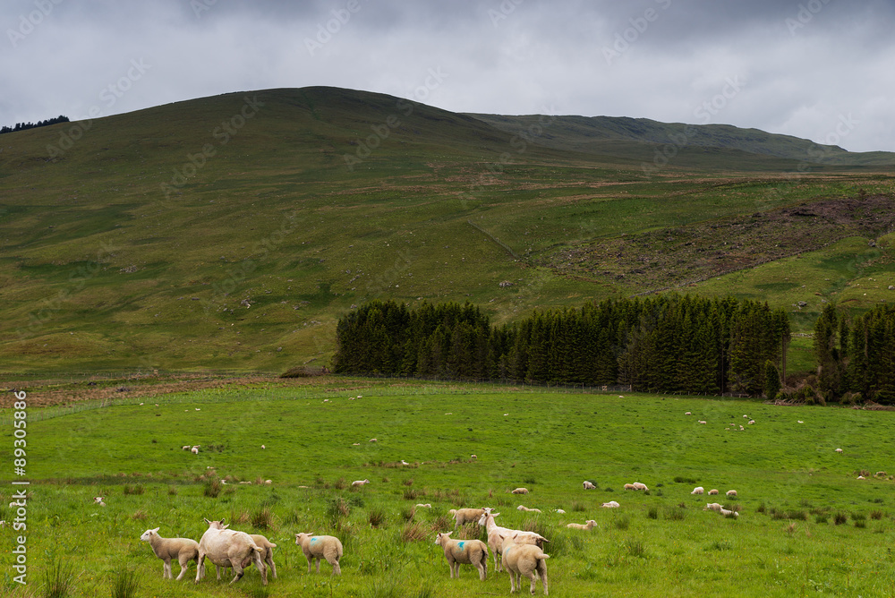Obraz premium Sheep and lambs in the grasslands, Scotland