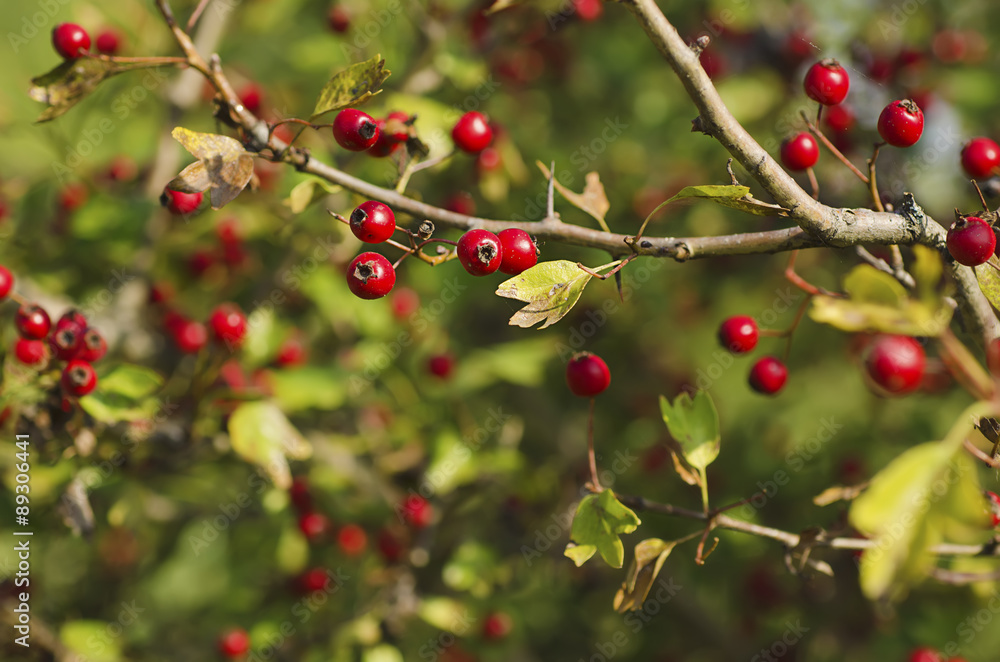 Hawthorn berries in nature