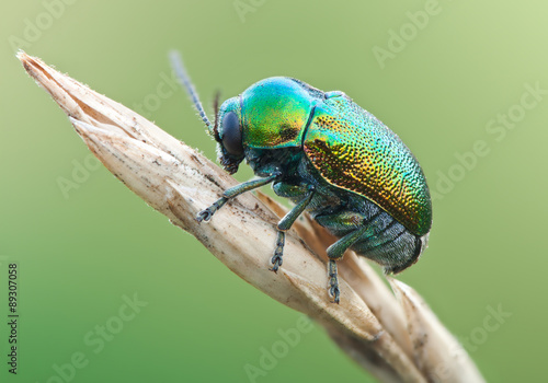 Green beetle ryptocephalus sericeus in nature