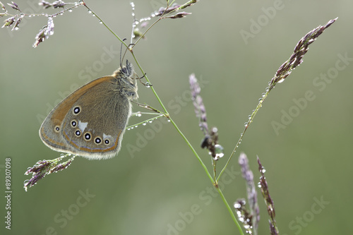 Coenonympha glycerion butterfly on plant in nature photo