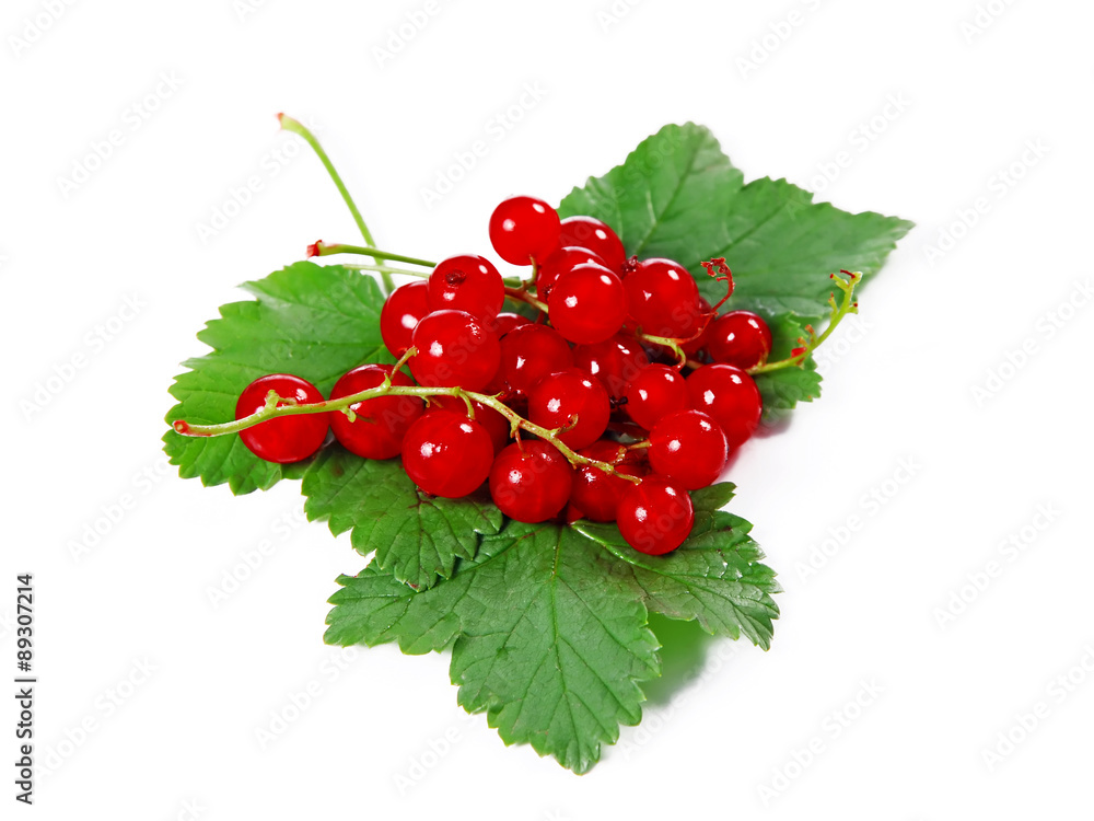 Red currant