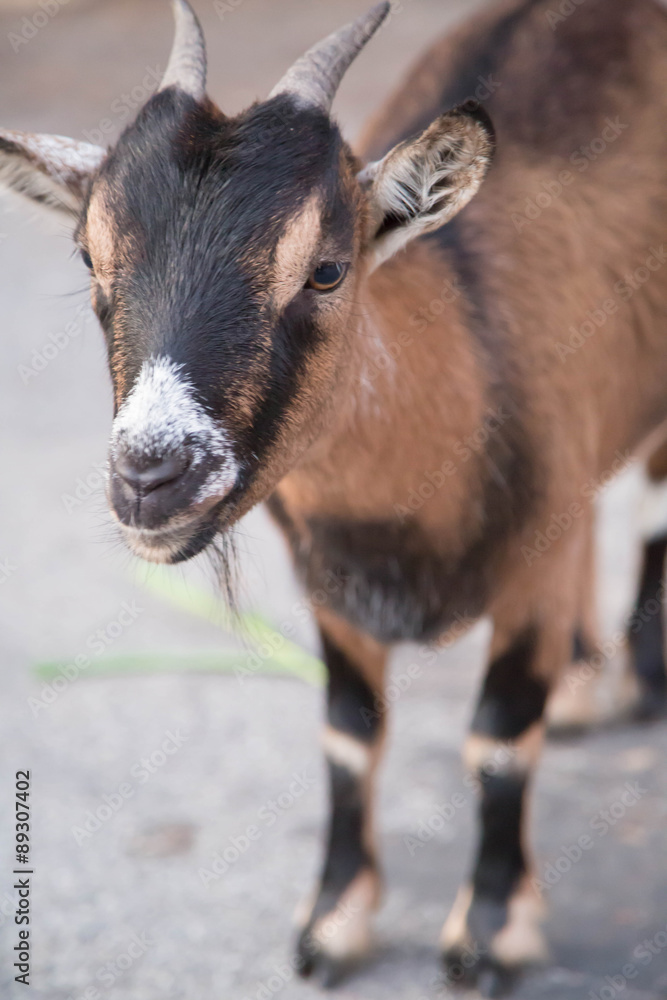 Fototapeta premium braun schwarze Ziege