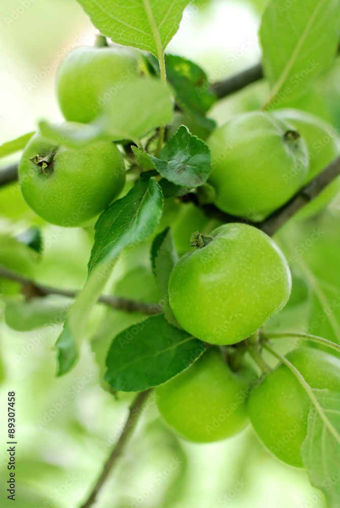 Little green apples