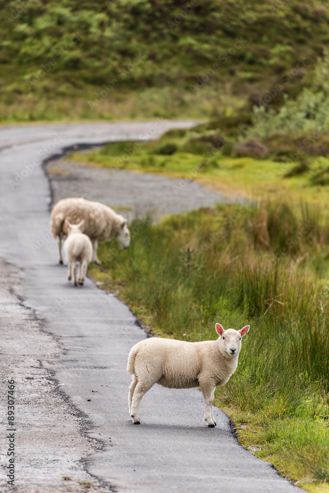 Obraz premium Sheep and lambs in the grasslands, Scotland