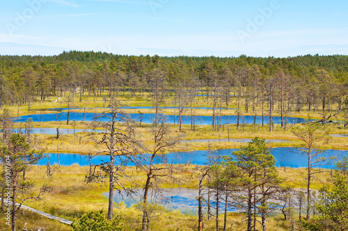 Swamps in the national park Lahemaa in Estonia 2