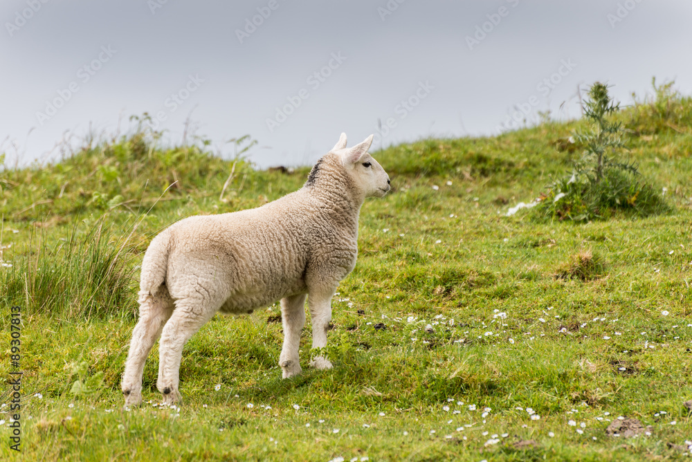 Obraz premium Sheep and lambs in the grasslands, Scotland