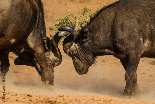 image of buffalo