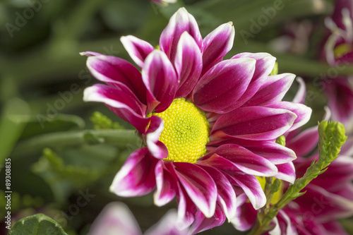 Purple petal flower in bloom on a beautiful garden