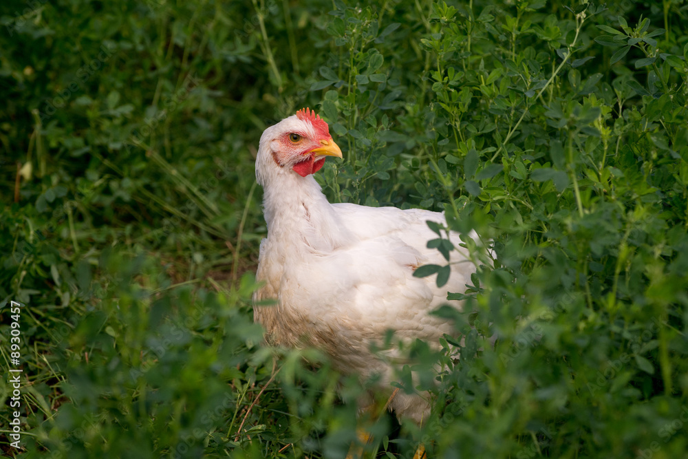 Fototapeta premium Cornish rock