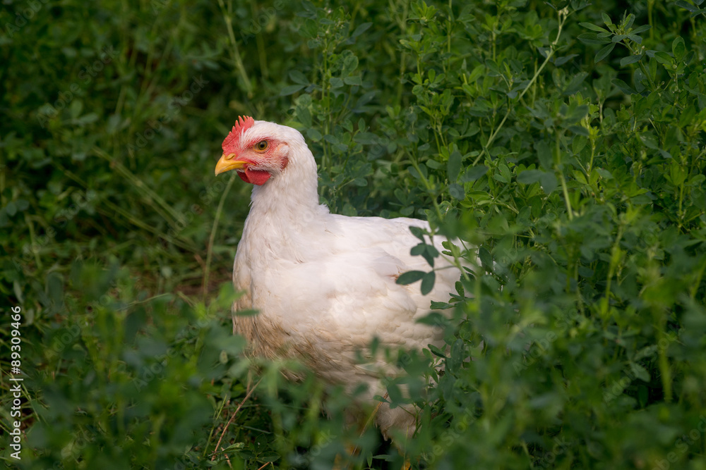 Fototapeta premium Cornish rock