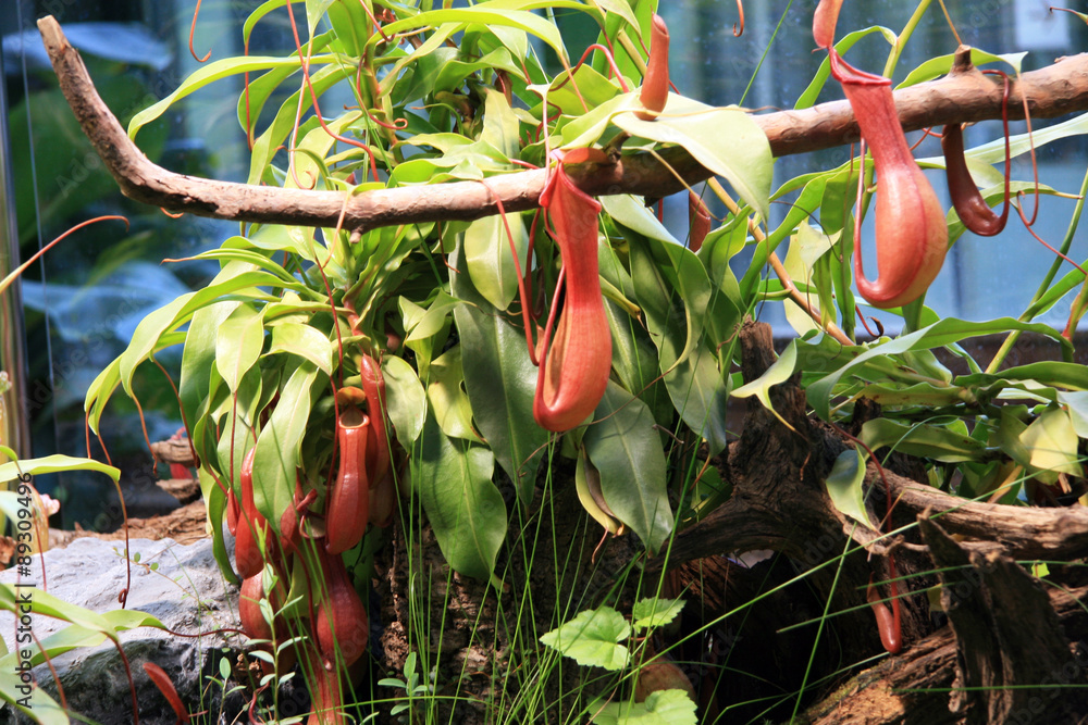 Nepenthes / Flowers Nepenthes alata Blanco in Malaysia, the Philippines