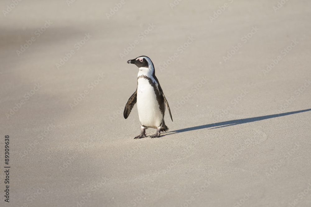 Obraz premium African penguin on the beach