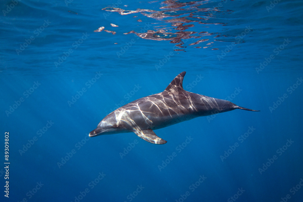 Obraz premium Sunkissed Dolphin