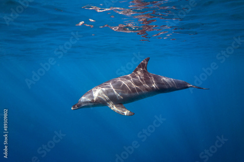 Sunkissed Dolphin