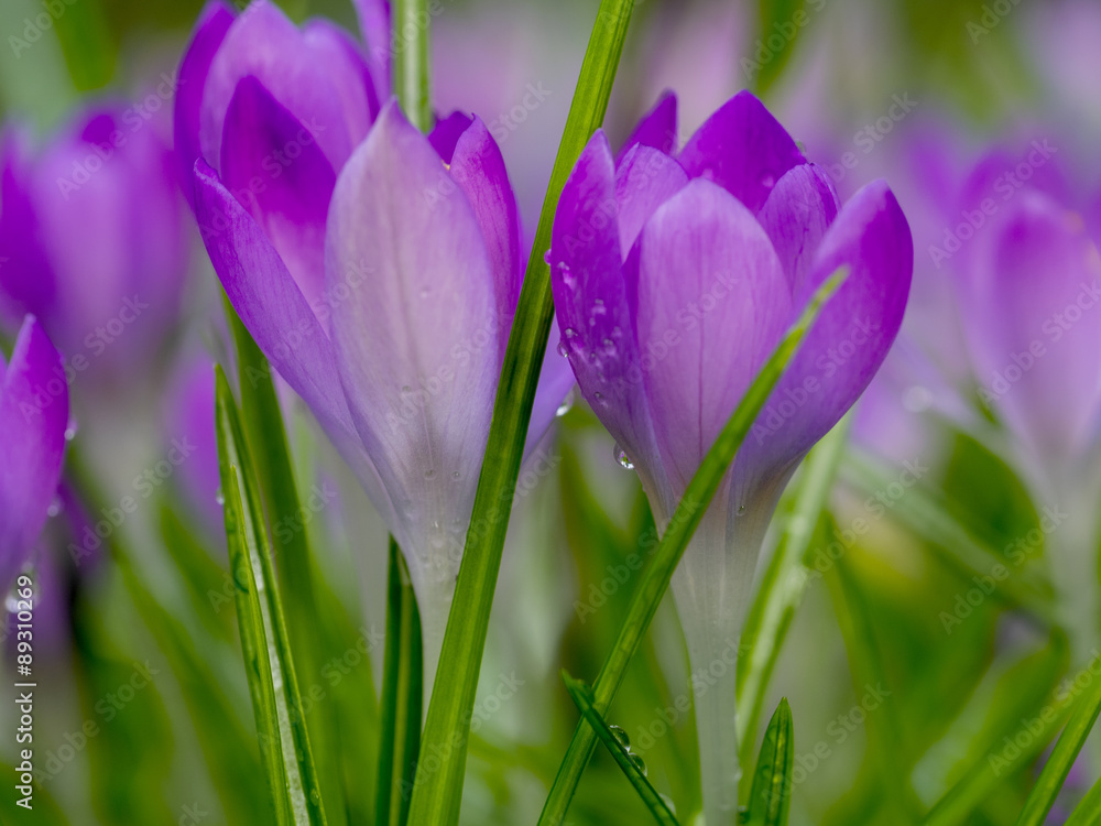 Crocus Crocus