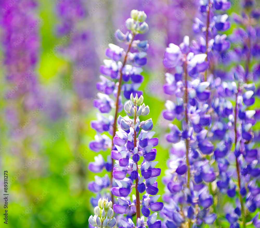 flowers flowers