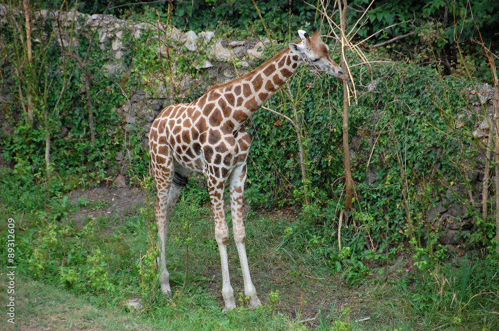 Obraz premium Giraffe