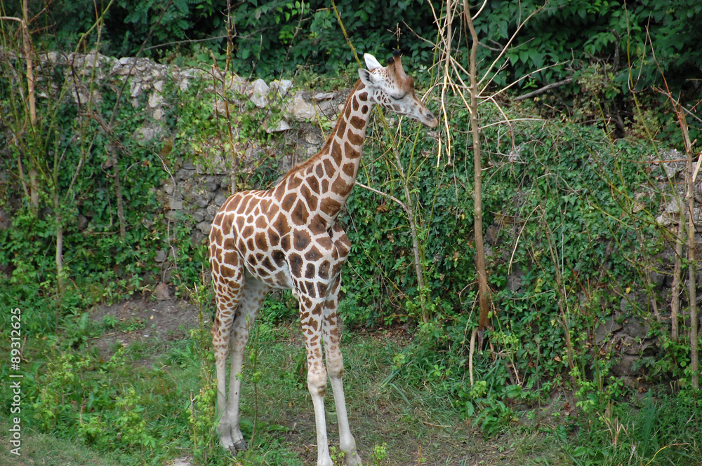 Obraz premium Giraffe