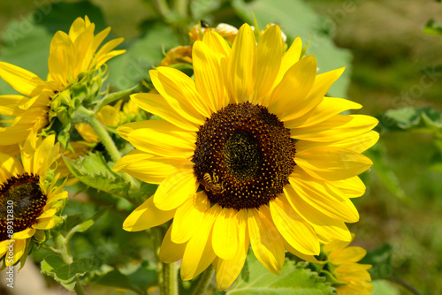 Fototapeta Naklejka Na Ścianę i Meble -  Sonnenblume