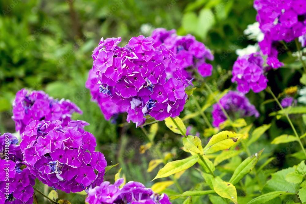 Lilac flowers home street. The flowers grow next to people's homes. Flowers should please men and women.
Lilac flowers home street. The flowers grow next to people's homes. Flowers should please men and women.
