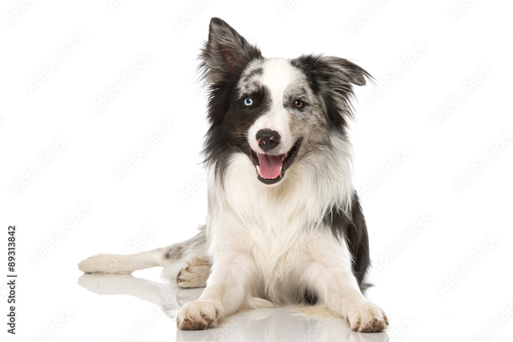 Border Collie