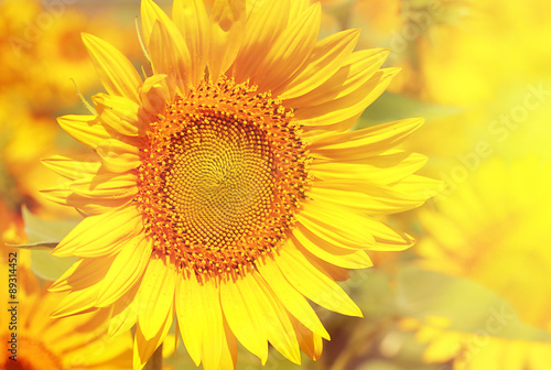 Beautiful sunflowers field with sunlight