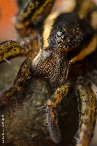 Spider sitting on egg. The female. Russian nature